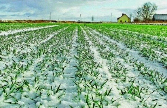 Стан посівів озимої пшениці в Донецькій області переважно хороший  фото, ілюстрація