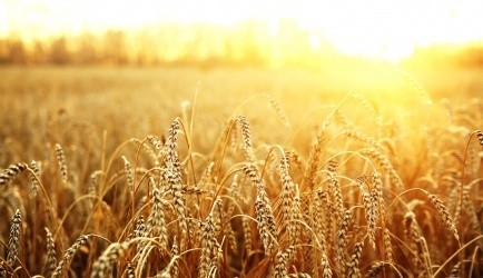 У США вивели пшеницю, толерантну до гербіцидів фото, ілюстрація