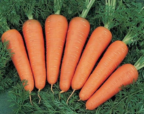 За тиждень ціни на Українську ранню моркву обвалилися в два рази фото, ілюстрація