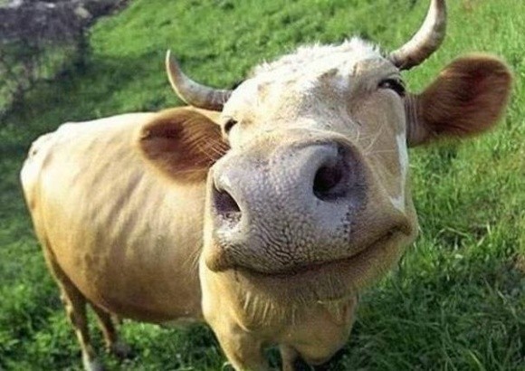 Корови-гурмани обирають премікси з ваніллю фото, ілюстрація