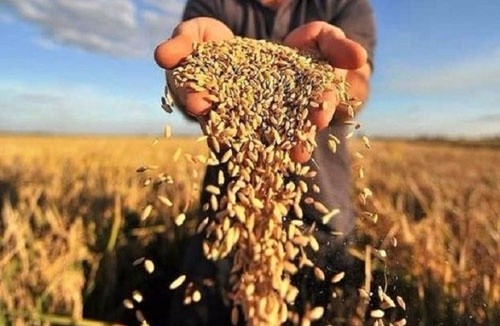 Проти аграрного сектору України вчиняється диверсія фото, ілюстрація