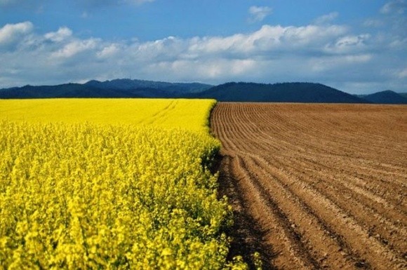 Урожай рапса в Украине может стать рекордным за последние 10 лет  фото, иллюстрация
