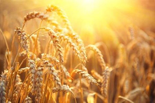 В Україні намолот ранніх зернових склав 28 млн тон фото, ілюстрація