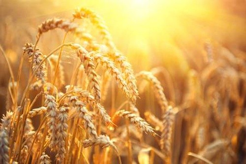 В Україні зернові зібрані на 80% прогнозованих площ фото, ілюстрація