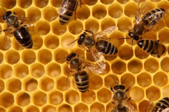 Врятуйте бджіл від вимирання: вперше в світі розроблено вакцину для комах фото, ілюстрація