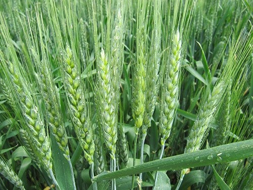 Посіви озимої пшениці в Україні перебувають в задовільному стані, - експерти НААН фото, ілюстрація