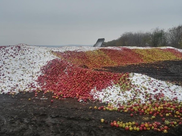 В Україні прогнозують обвал цін на яблука фото, ілюстрація