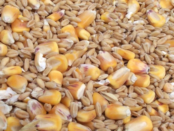 Конкуренція з Росією на світових ринках пшениці та кукурудзи посилюватиметься фото, ілюстрація