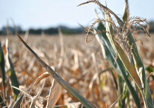 Посуха може знищити частину врожаю на Тернопільщині фото, ілюстрація