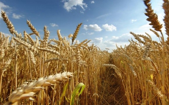 Виробництво зернових у 2017 році оцінюється на рівні, вищому за середній фото, ілюстрація