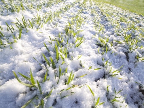 В Україні понад 90% посівів озимих зустріли зиму в доброму та задовільному стані фото, ілюстрація