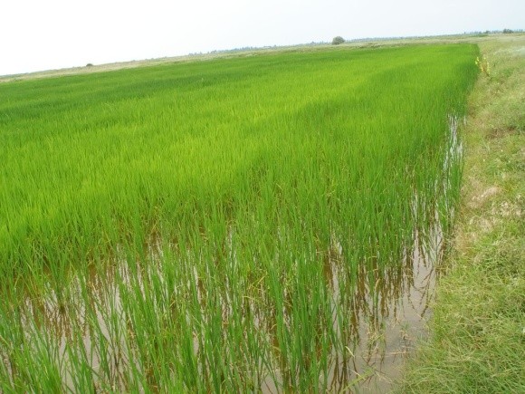 На Херсонщині збільшили посівні площі рису фото, ілюстрація
