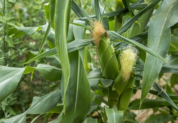 У 2018/2019 МР виробництво кукурудзи в Україні виросте, сої - скоротиться фото, ілюстрація