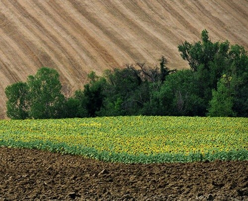Зеленський хоче, щоб іноземні компанії обробляли більше українських земель фото, ілюстрація