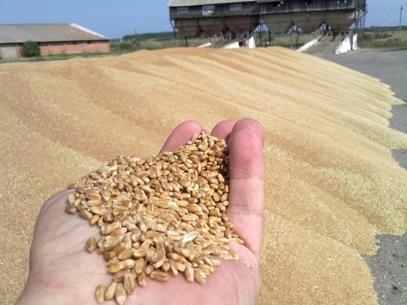 Названо області з найнижчими показниками урожайності озимої пшениці фото, ілюстрація