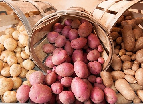 В Україні дешевшає картопля фото, ілюстрація