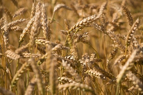 В Україні зібрано 2.7 млн тон зерна нового врожаю фото, ілюстрація