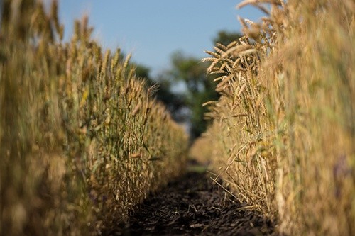 В Україні зібрано понад 15 млн тон ранніх зернових культур фото, ілюстрація