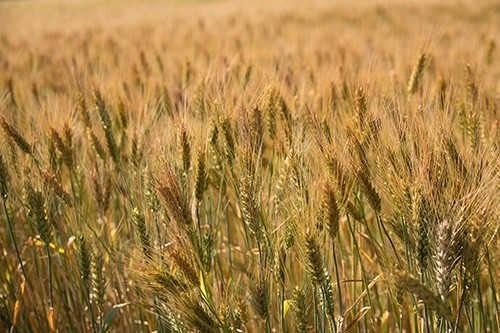 В Україні зібрано 19.7 млн тон зерна нового врожаю фото, ілюстрація