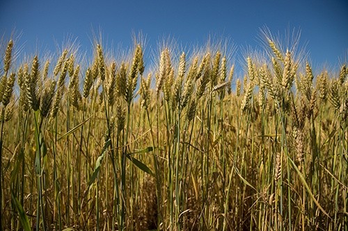 В Україні зібрано зерна з понад 7.2 млн га площі фото, ілюстрація