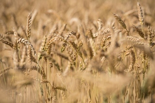 В Україні зібрано зерна з понад 8 млн га площі фото, ілюстрація