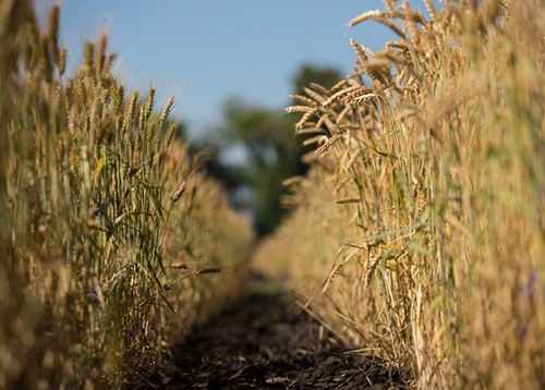 В Україні зібрано майже 32 млн тон зерна нового врожаю фото, ілюстрація