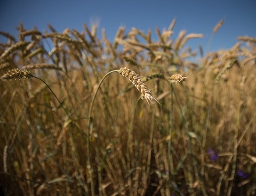 В Україні зібрано майже 34 млн тон зерна нового врожаю фото, ілюстрація
