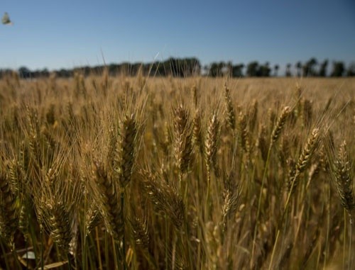 В Україні зібрано зерна з площі 9.4 млн га фото, ілюстрація