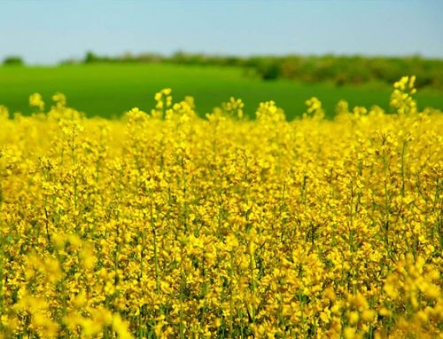 У 11 областях України розпочато сівбу озимого ріпаку під урожай 2020 року фото, ілюстрація