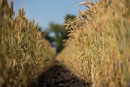 В Україні майже завершено збирання ранніх зернових та зернобобових культур фото, ілюстрація