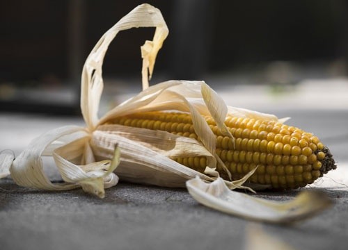 В Україні розпочато збирання кукурудзи фото, ілюстрація