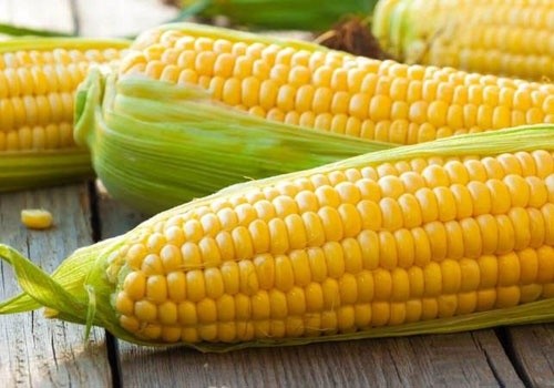 В Україні зібрано понад 10 млн тон кукурудзи фото, ілюстрація