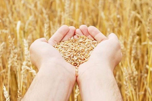 Аграрії Дніпропетровської області зібрали рекордний врожай зерна фото, ілюстрація