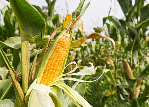 Україна збільшила експорт кукурудзи на 10 млн тон фото, ілюстрація