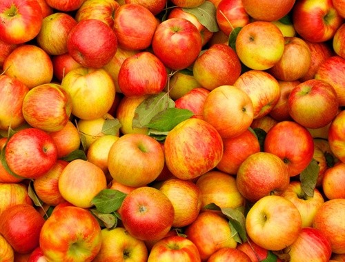Загальний експорт українського яблука у поточному сезоні не перевищить 65 тис. тон, - Андрій Ярмак фото, ілюстрація