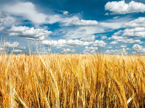 Сумська область розпочала збір зернових фото, ілюстрація