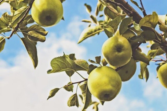 Яблучний спас 2018: прикмети та традиції фото, ілюстрація