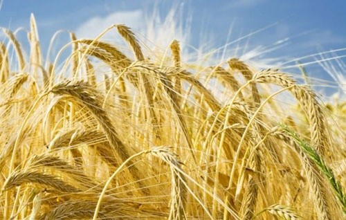 ФАО збільшила світовий прогноз виробництва зернових у 2019 році до 2.7 млрд тон фото, ілюстрація