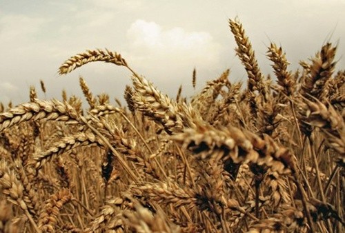 Українські аграрії зібрали 35.6 млн тон зернових фото, ілюстрація