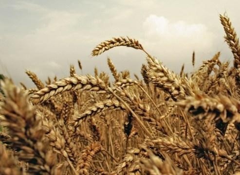 Експорт зернових з України з початку сезону-2019/20 років перевищив 13 млн тон фото, ілюстрація