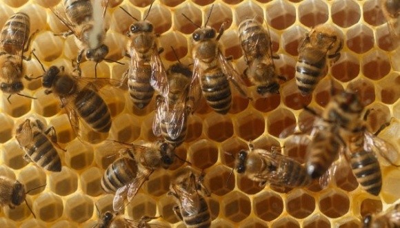 Бізнесмени за 10 млн євро збудували підприємство, яке може виробляти 16 тис тонн меду на рік фото, ілюстрація