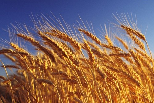 В Україні та Росії ціни експорту на пшеницю значно вище торішніх показників фото, ілюстрація
