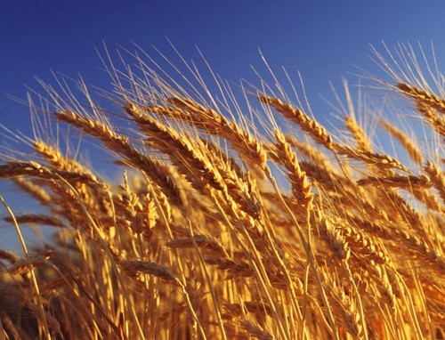 З 10 червня набирає чинності новий стандарт на пшеницю фото, ілюстрація