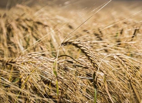 На Вінниччині завершено збирання зернових та зернобобових культур, намолочено 2.5 млн тон збіжжя фото, ілюстрація