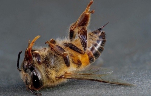 Масова загибель бджіл на Прикарпатті   фото, ілюстрація