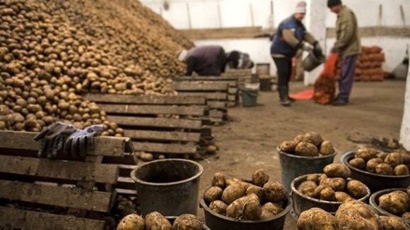 Український експорт картоплі в Білорусь відновлено фото, ілюстрація