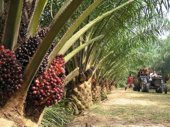 Верховна Рада підтримала ідею введення податку на імпорт пальмової олії фото, ілюстрація
