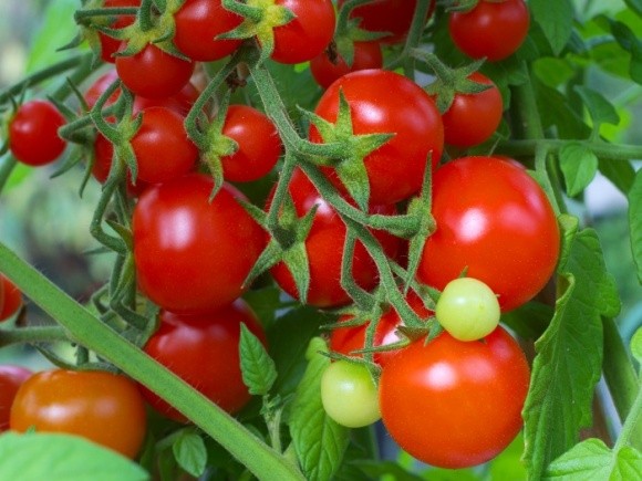 У 2018 році виробництво промислових томатів у ЄС помітно знизиться фото, ілюстрація