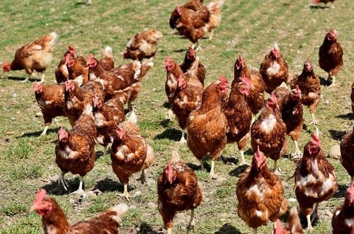 Китай може відкрити ринок для української курятини до кінця року фото, ілюстрація