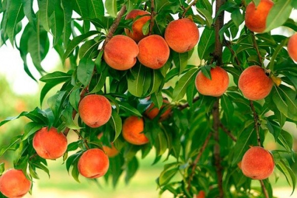 Українські садівники змушені знижувати ціни на персики через надлишок продукції фото, ілюстрація